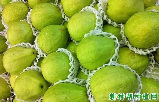 番石榴最新消息，产业动态与市场趋势分析