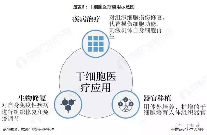安沂华干细胞最新进展，突破与创新引领再生医学新时代